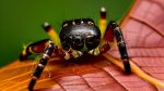 how to keep spiders out of your room