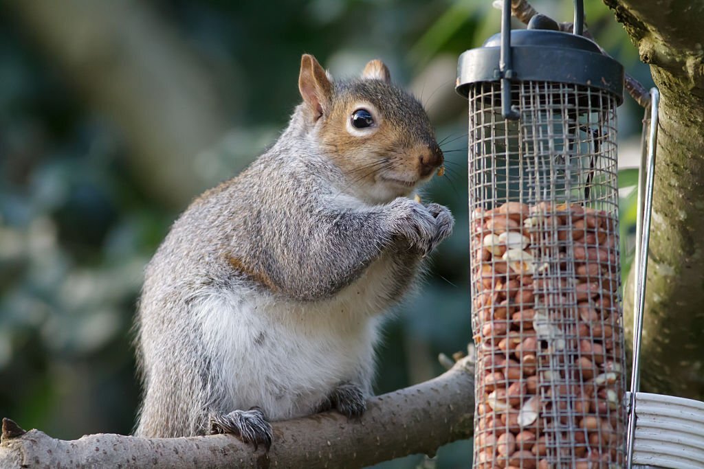 how to keep squirrels away from bird feeder