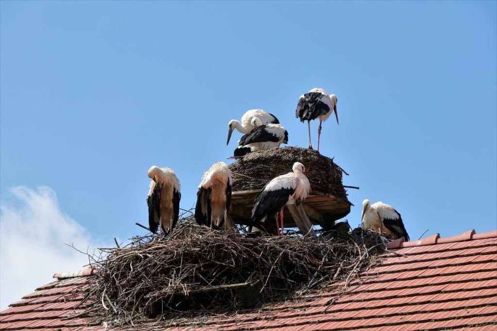 how to stop birds from building a nest